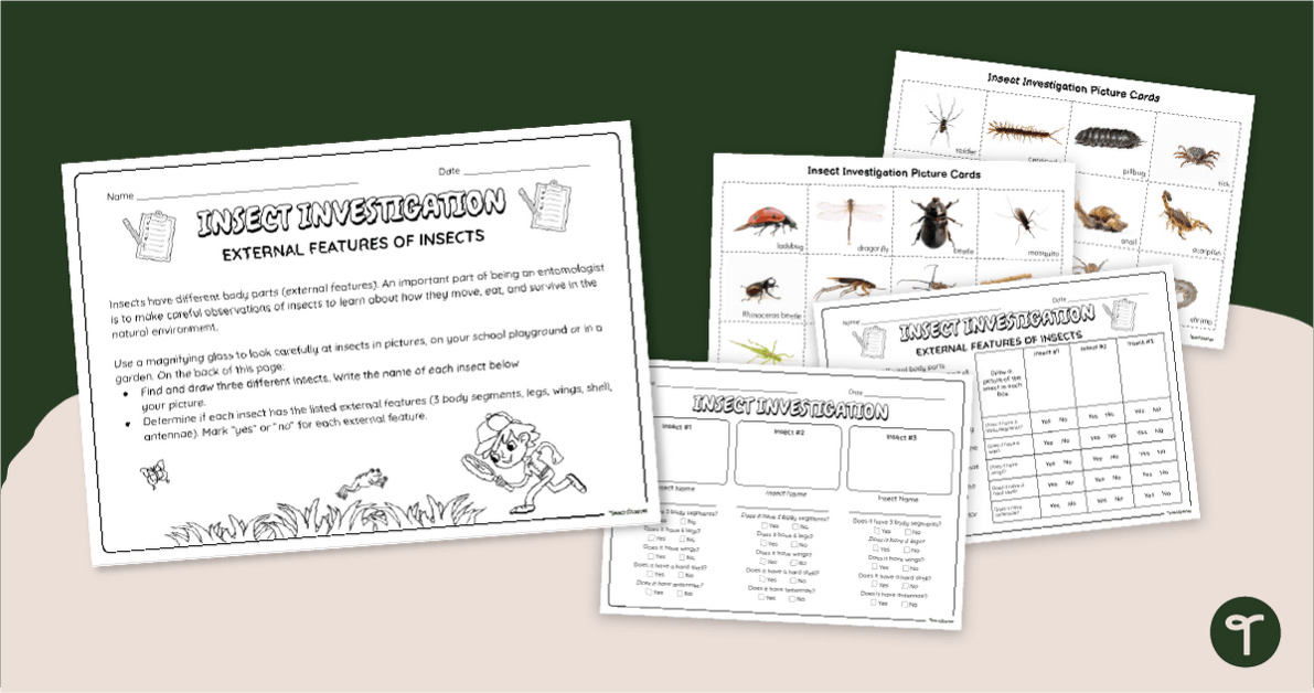 Insect Investigation - Parts of an Insect Activity teaching resource