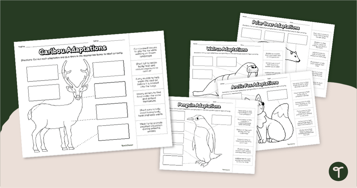 Adaptive Animals of the Arctic - Adaptations Worksheets teaching resource