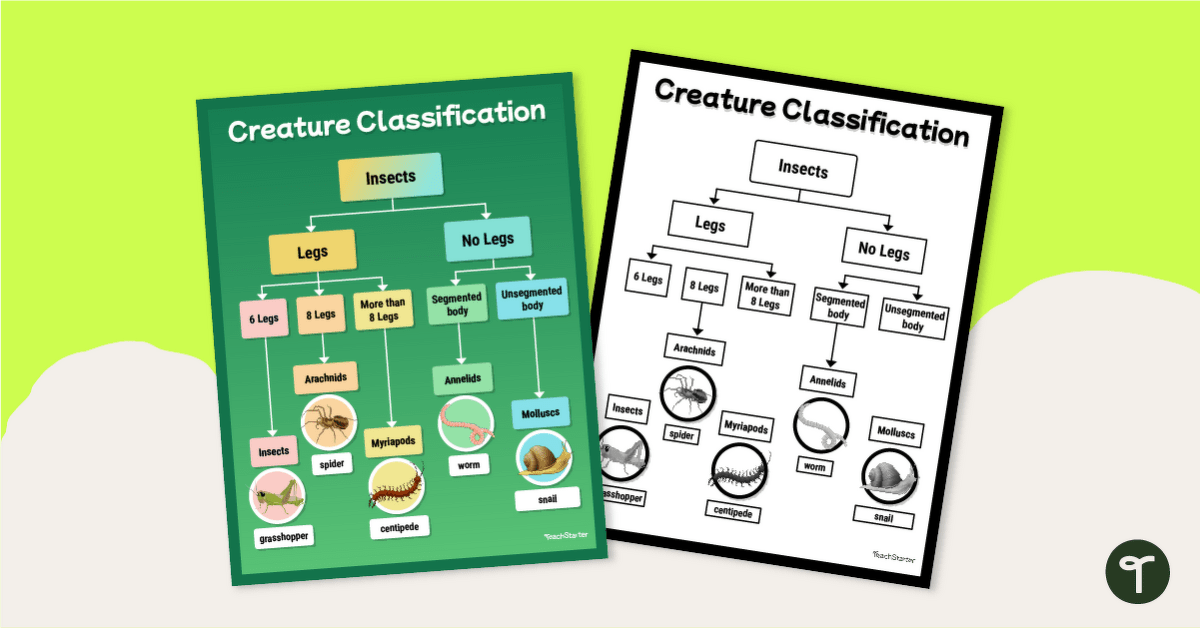 Is It An Insect? Classification Chart Pack teaching resource