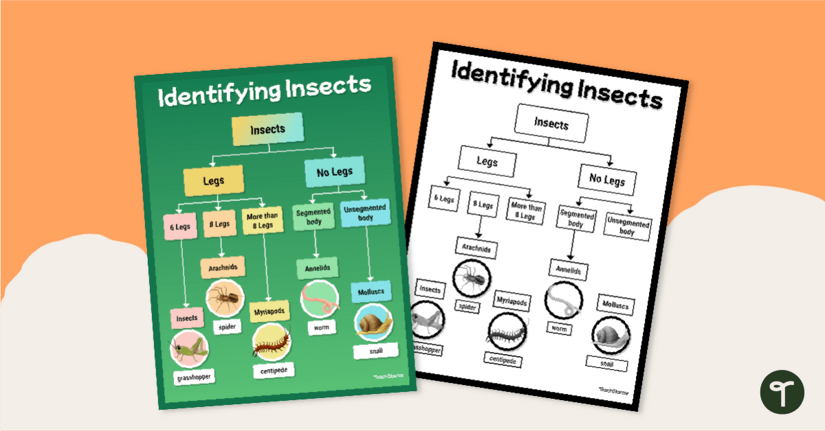 Identifying Insects Poster teaching resource