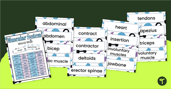 Go to Muscular System Word Wall Vocabulary teaching resource
