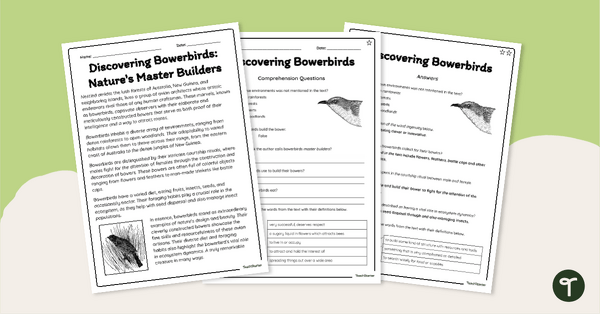 Go to Bowerbird Comprehension Worksheets teaching resource
