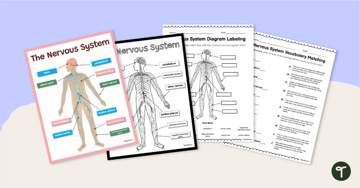 Nervous System Worksheet & Poster Pack teaching-resource