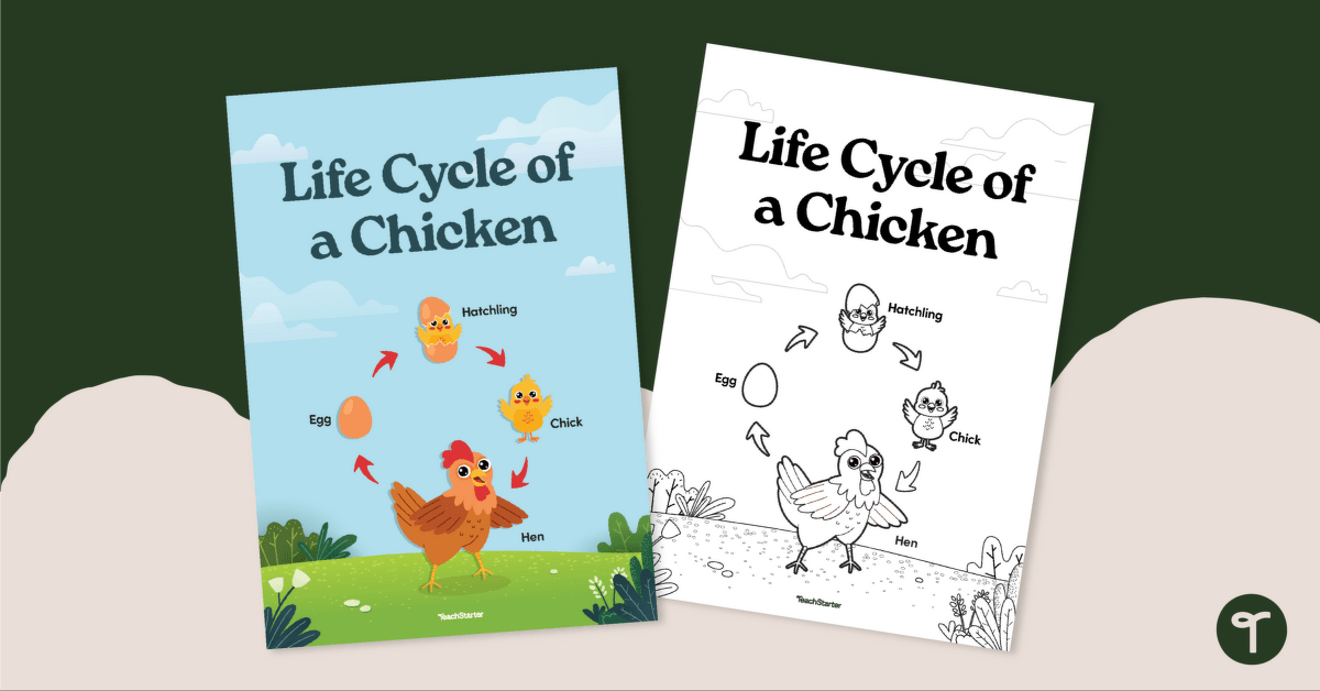 Life Cycle of a Chicken Poster teaching resource