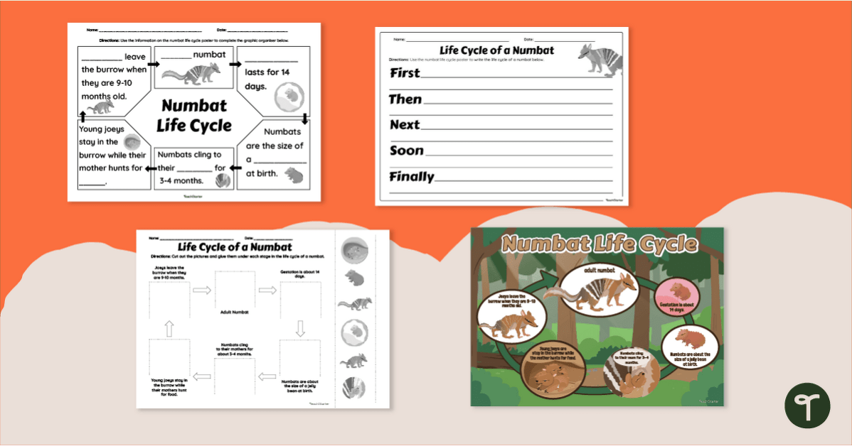 Numbat Life Cycle Poster & Worksheets teaching resource