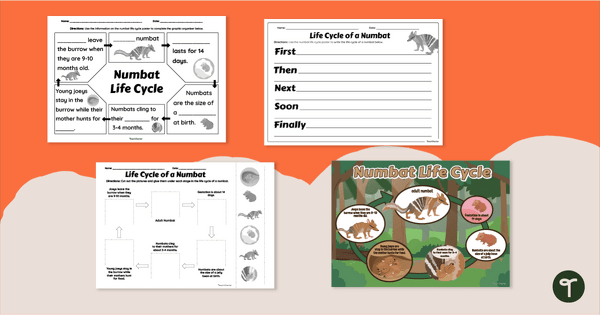 Go to Numbat Life Cycle Poster & Worksheets teaching resource