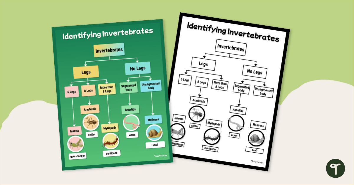 Invertebrate Classification Chart Pack teaching resource