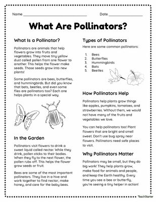What Are Pollinators? Worksheet Pack teaching resource