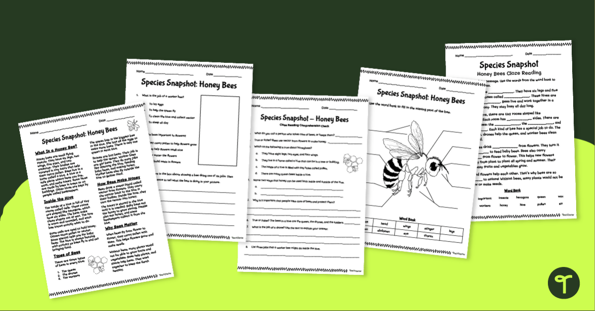Helpful Honey Bees Worksheet Pack - 2nd Grade teaching resource