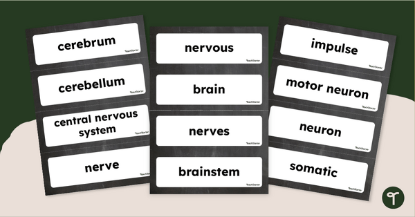 Go to Nervous System Word Wall Vocabulary teaching resource