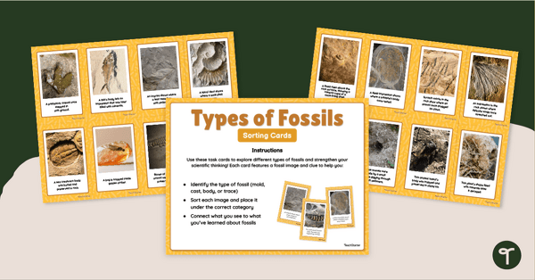 Image of Fossil Sort - Types of Fossils Activity