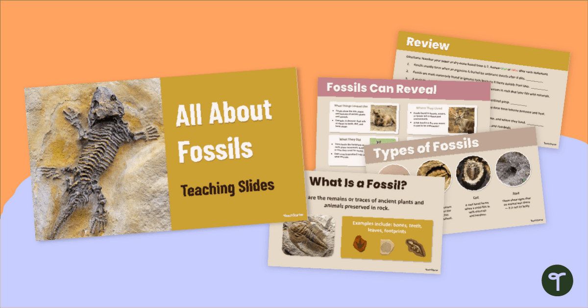 All About Fossils PowerPoint teaching resource