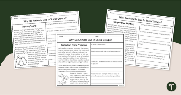 Go to Animals That Live in Groups - Animal Behavior Worksheet Pack teaching resource