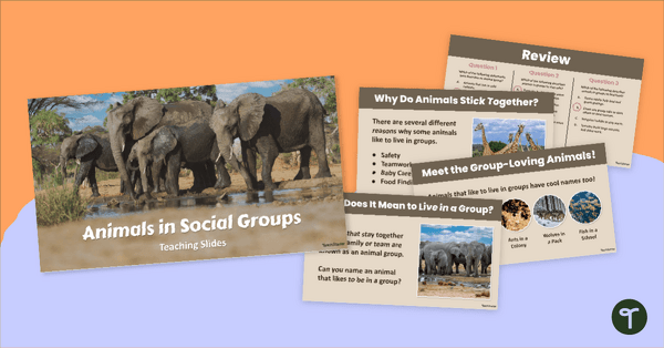 Go to What Animals Live in Social Groups? PowerPoint Presentation teaching resource