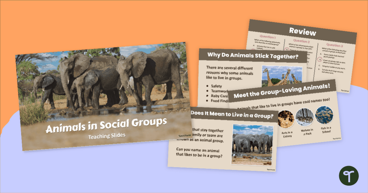What Animals Live In Social Groups? Animal Behaviour PPT teaching resource