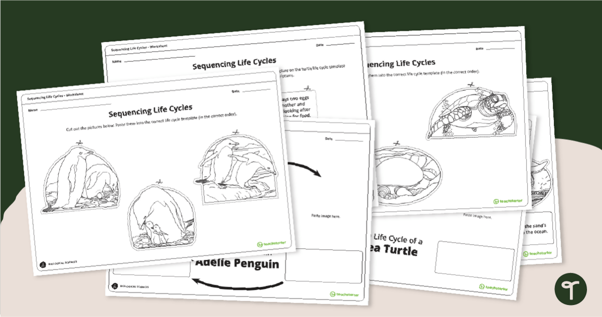 Life Cycle of a Penguin & Sea Turtle Worksheets teaching resource