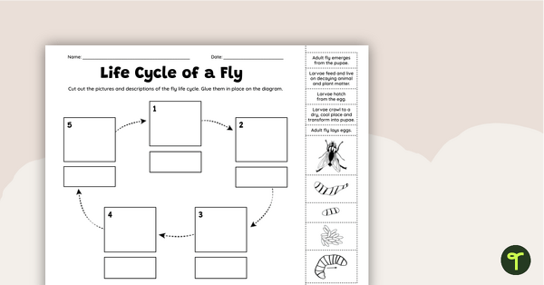 Go to Life Cycle of a Fly Worksheet teaching resource