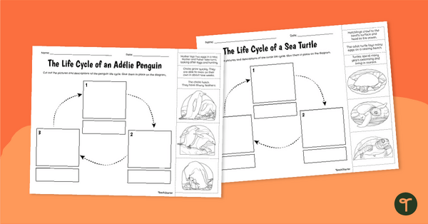 Go to Life Cycle of a Penguin & Sea Turtle Worksheets teaching resource