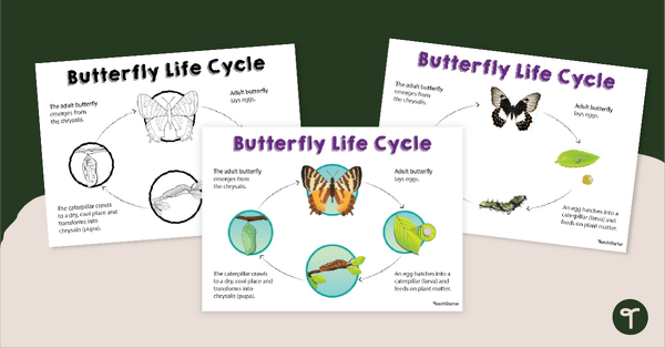 Go to Butterfly Life Cycle Diagram Poster Pack teaching resource