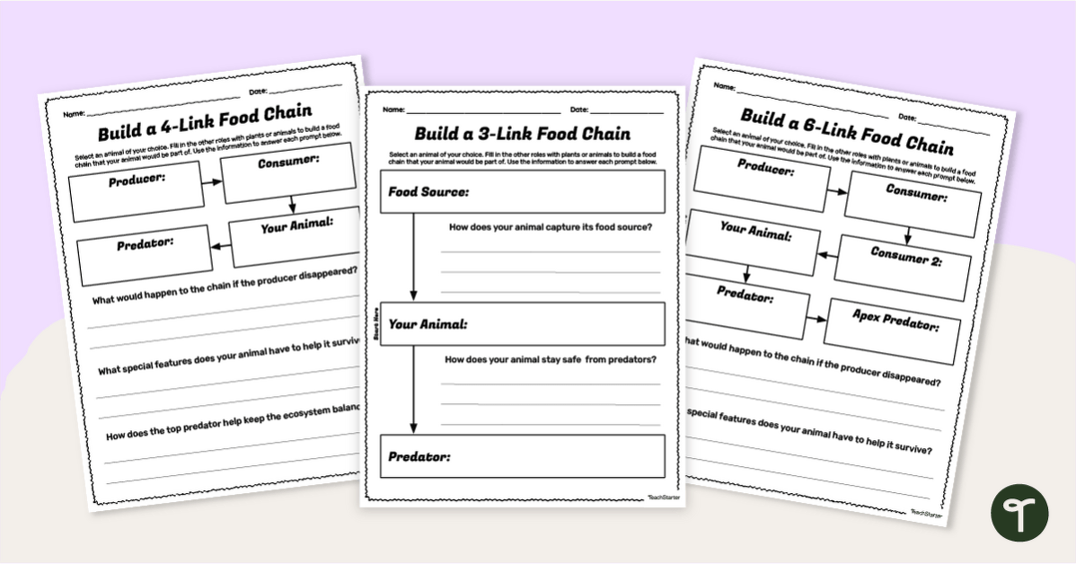 Build a Food Chain Worksheet Pack teaching resource