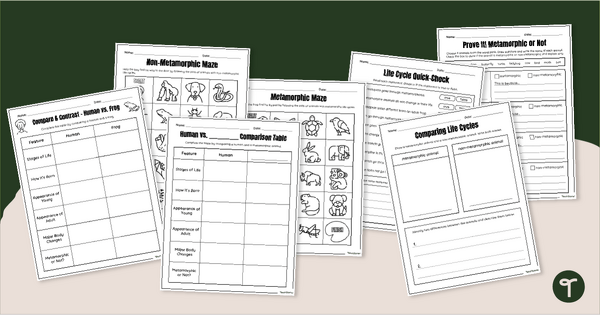 Go to Metamorphic or Not? Worksheets teaching resource