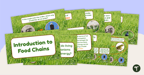 Go to Introduction to Food Chains PowerPoint teaching resource