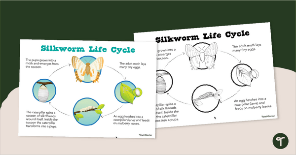 Go to Silkworm Moth Life Cycle Poster teaching resource