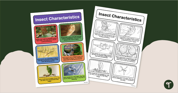 Go to Facts About Insects Poster teaching resource