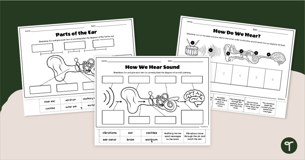 ‘How We Hear Sound’ Worksheets teaching resource