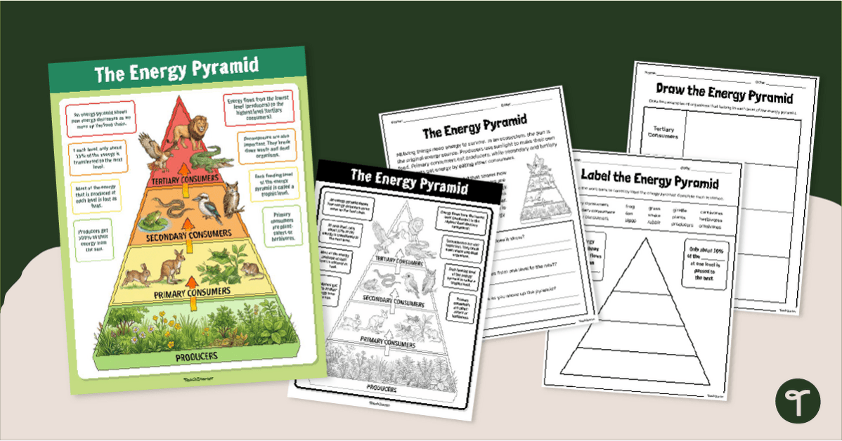 Energy Pyramid Poster & Worksheets teaching resource