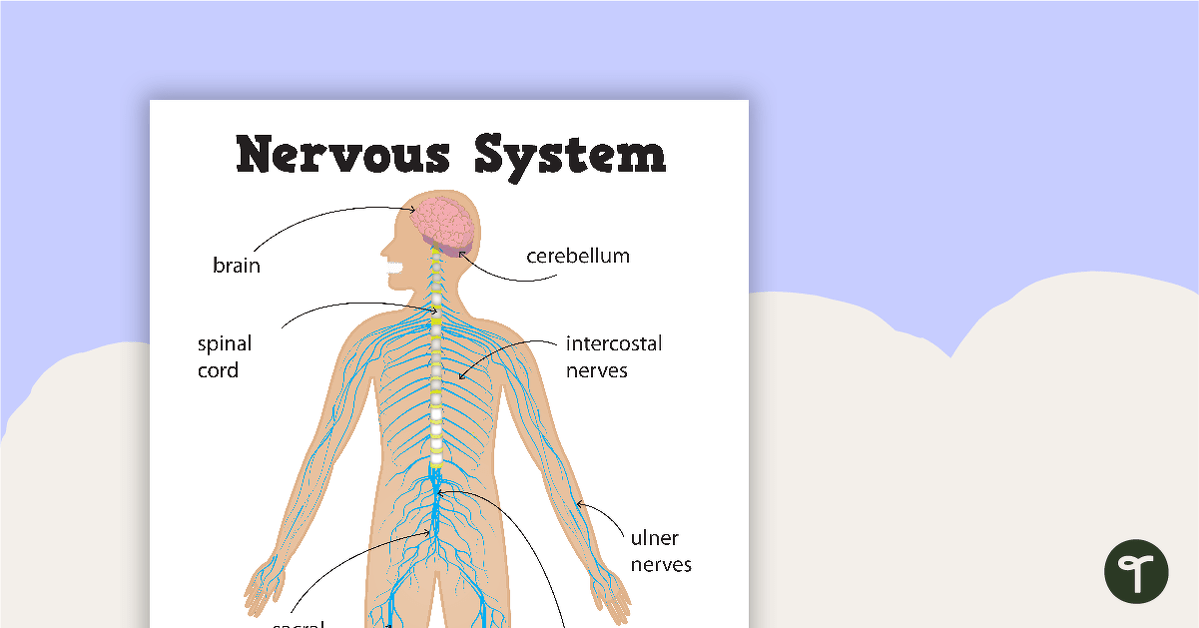 Nervous System Posters teaching resource