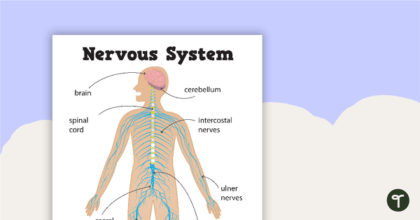 Go to Nervous System Posters teaching resource
