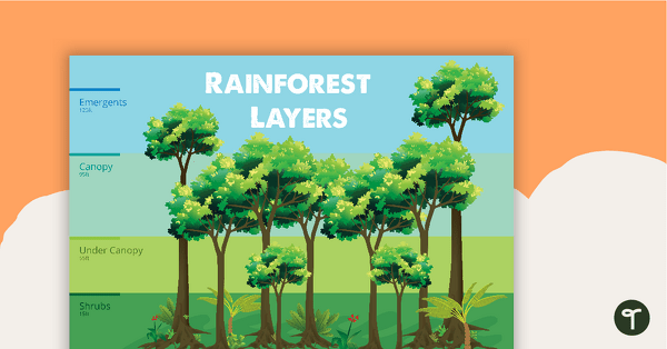 Rainforest Layers - Poster teaching resource