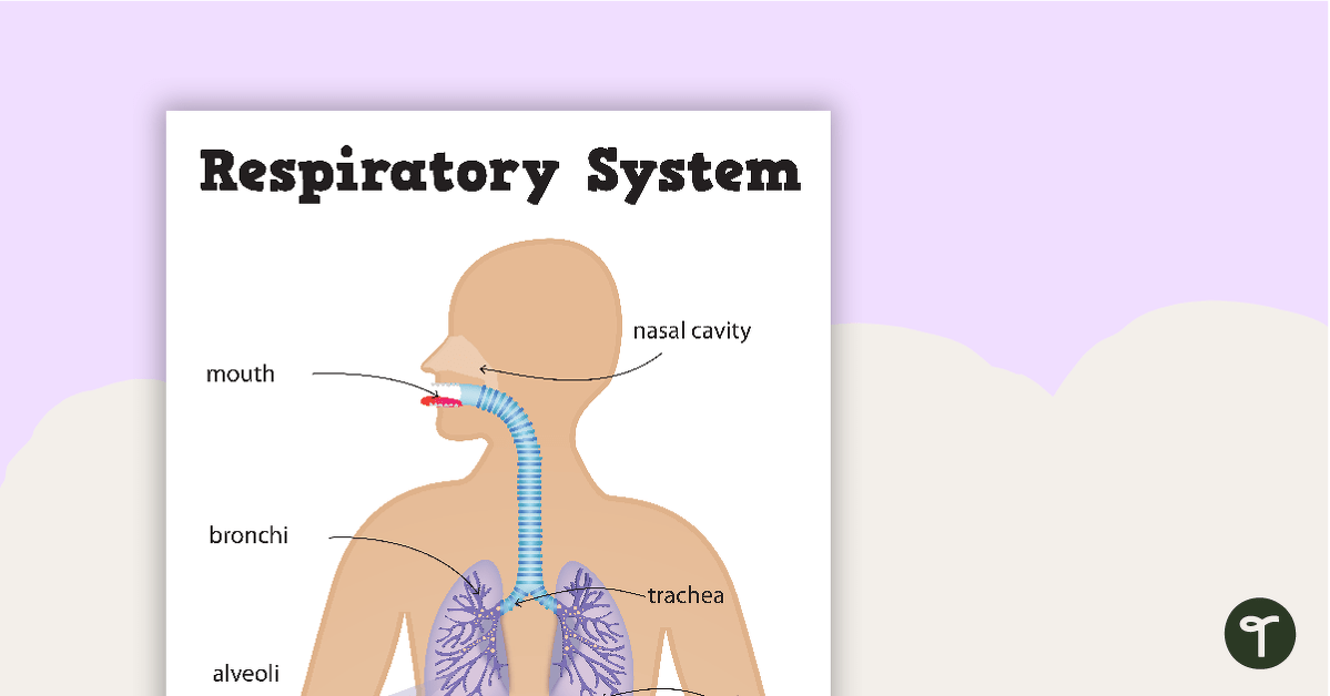 Respiratory System Posters teaching resource