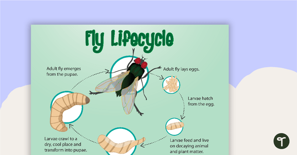 Life Cycle of a Fly Poster teaching resource