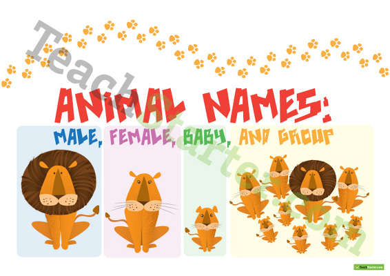 Male, Female, Baby, and Group Animal Names- Posters teaching resource