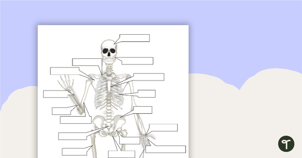 Go to The Human Skeletal System Worksheet teaching resource