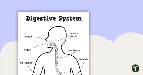 Go to Digestive System Worksheets teaching resource