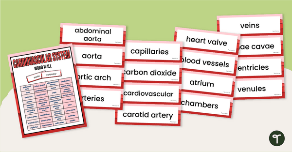 预览image for Cardiovascular System Word Wall Vocabulary - teaching resource