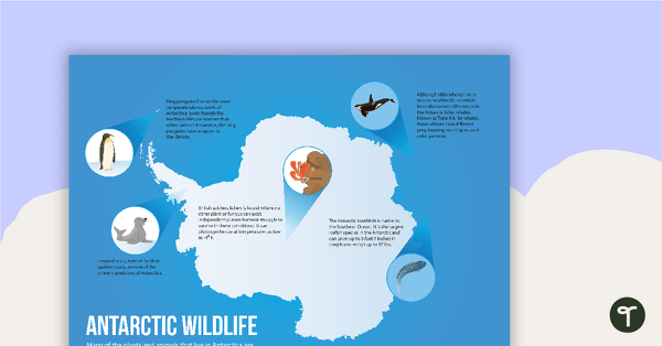 去南极野生动物海报教学资源