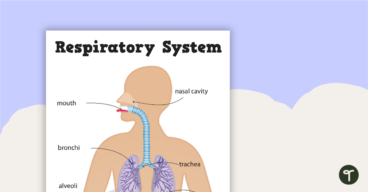预览图像对呼吸系统的海报——教学资源