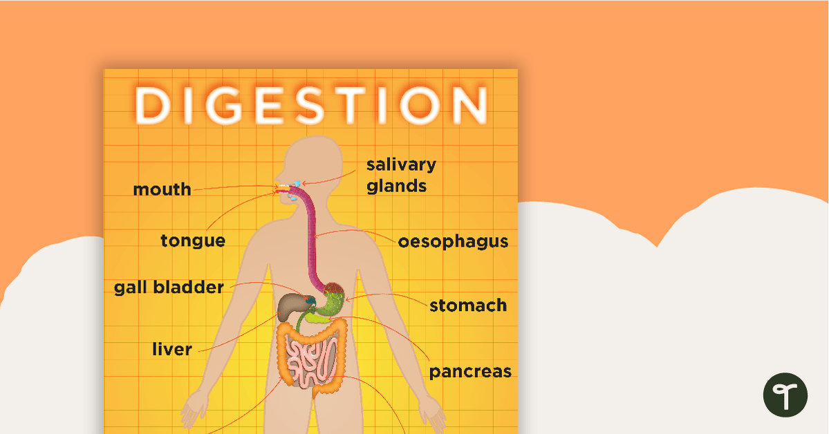 Digestive System Posters teaching resource