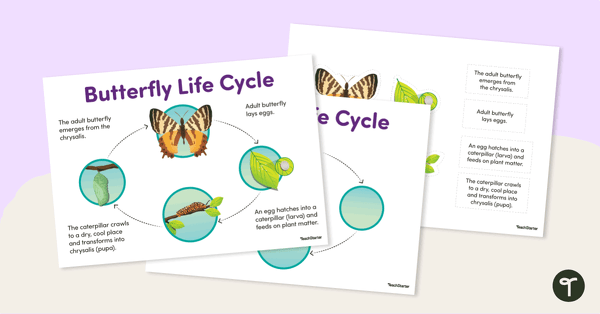 Go to Butterfly Life Cycle - Cut and Paste Worksheet teaching resource