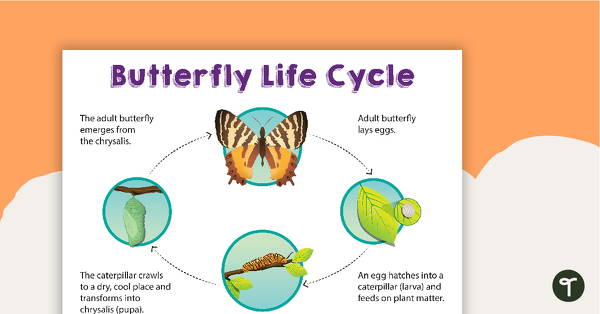 Go to Butterfly Life Cycle Poster teaching resource