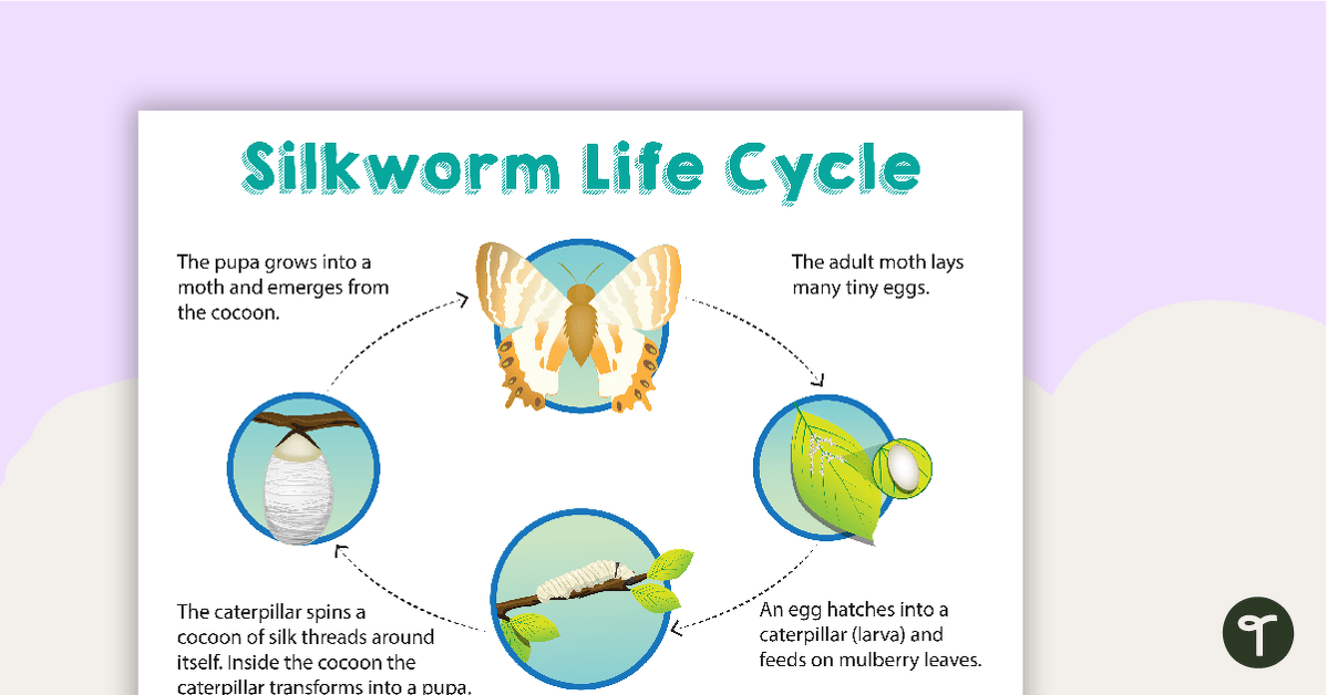 Silkworm Life Cycle Poster teaching resource
