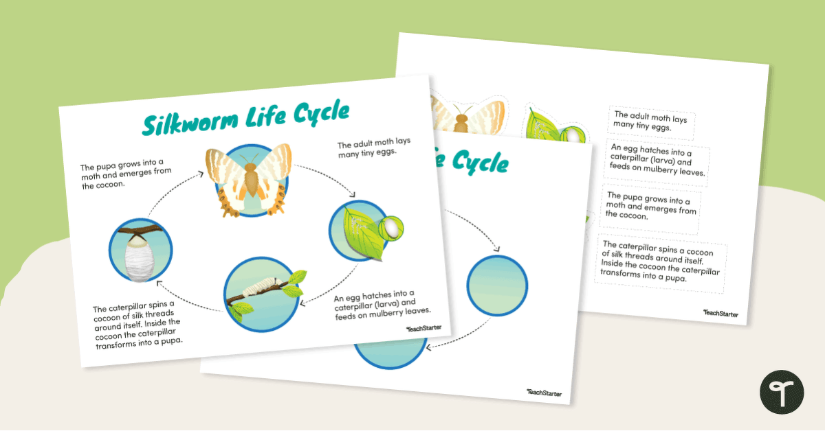 Silkworm Life Cycle Cut and Paste Worksheet teaching resource