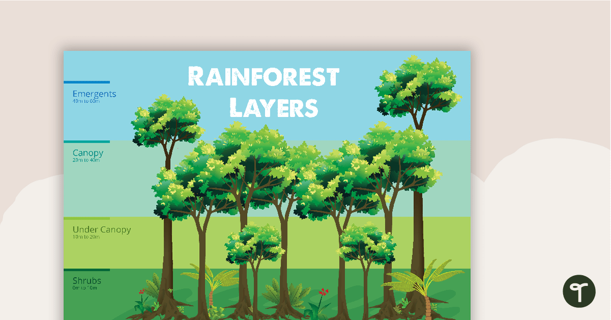 Rainforest Layers - Poster teaching resource