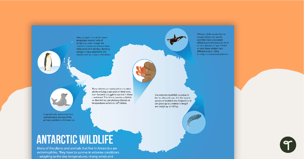 Antarctic Wildlife Poster teaching resource