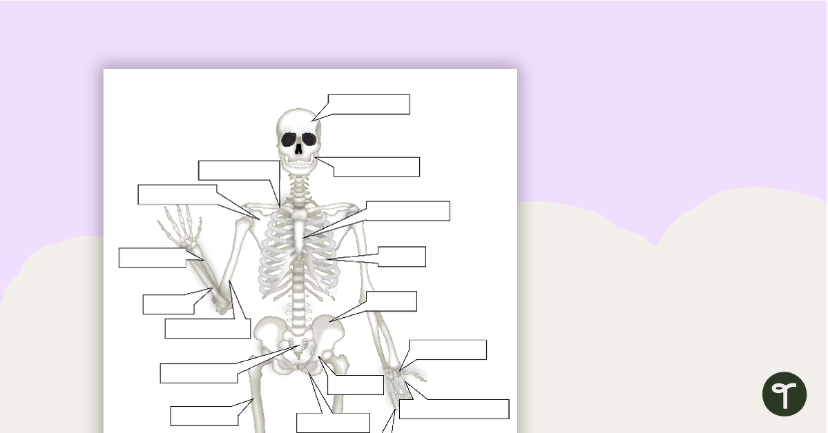 预览图像的人体骨骼系统工作表——教学资源