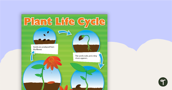 Plant Life Cycle Poster teaching resource
